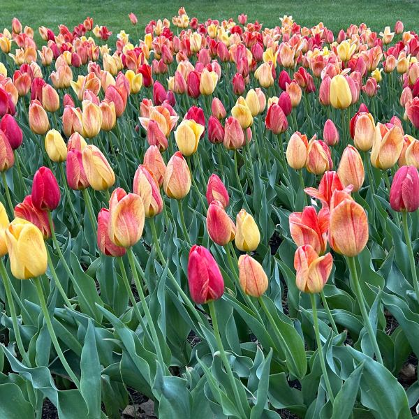 a close up of a flower