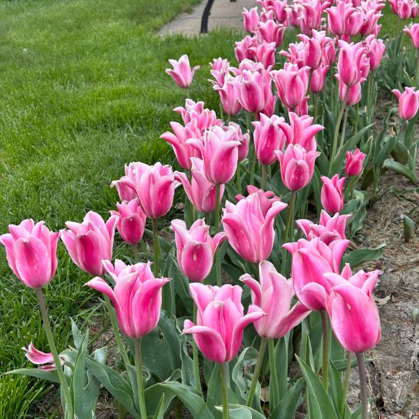 a close up of a pink flower on a plant